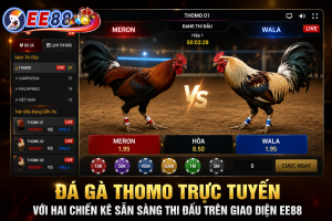 Đá gà Thomo trực tuyến với hai chiến kê chuẩn bị thi đấu trên giao diện EE88